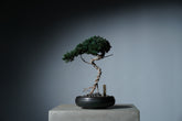9/18 new RE BONSAI™️ HACHI（若葉色）