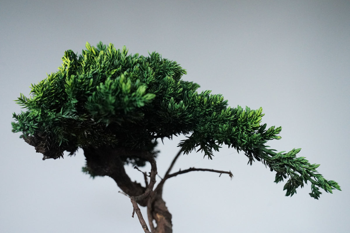 9/18 new RE BONSAI™️ HACHI（若葉色）