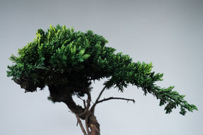 9/18 new RE BONSAI™️ HACHI（若葉色）