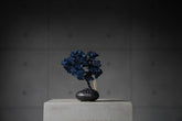 9/15 new RE BONSAI™️ AIZOME SAKURA HACHI
