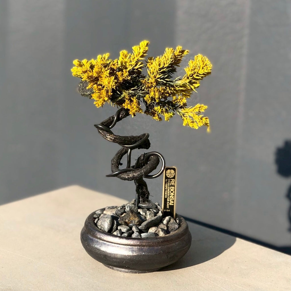 RE BONSAI™️ HACHI（黄檗色）