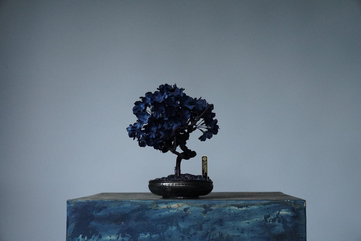 10/2 new RE BONSAI™️ AIZOME SAKURA HACHI