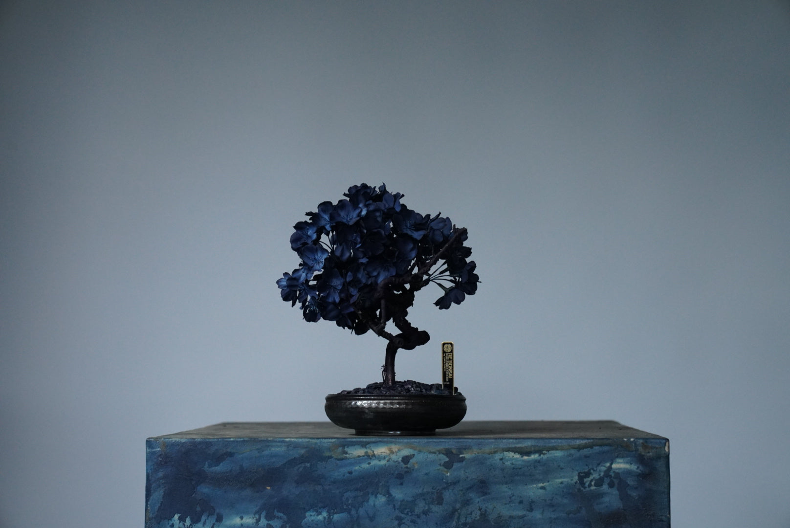 10/2 new RE BONSAI™️ AIZOME SAKURA HACHI