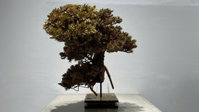 RE BONSAI™️(黄檗色）