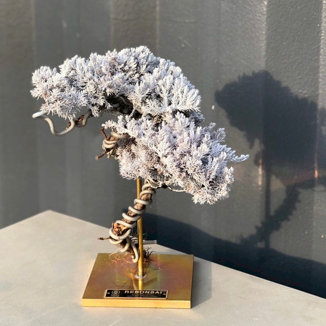 RE BONSAI™️ STAND（白百合色）