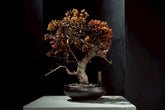 7/17 new RE BONSAI™️ HACHI（琥珀色）