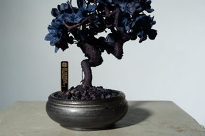 7/29 new RE BONSAI™️ AIZOME SAKURA HACHI