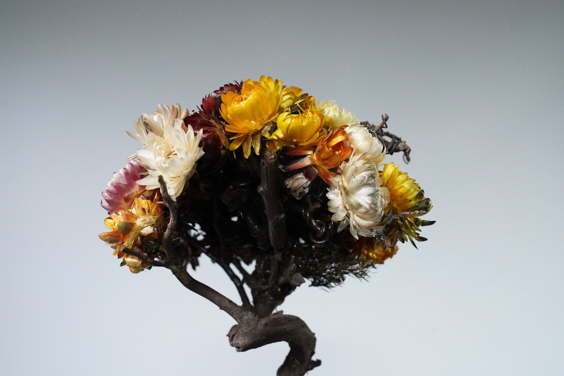 9/18 new RE BONSAI™️ HACHI（フラワーデザイン）