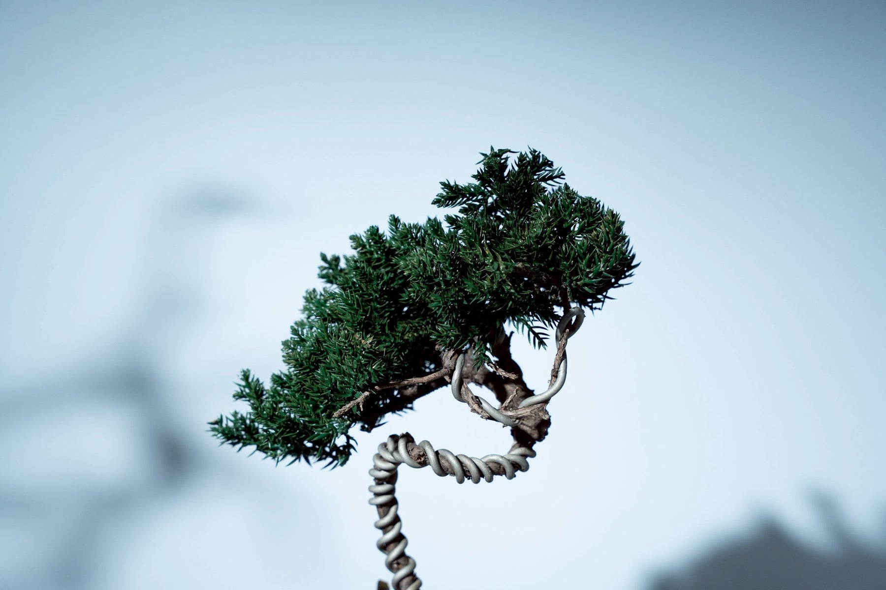 7/16 new RE BONSAI™️ HACHI（若葉色）