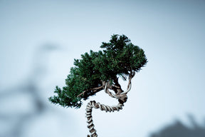 7/16 new RE BONSAI™️ HACHI（若葉色）