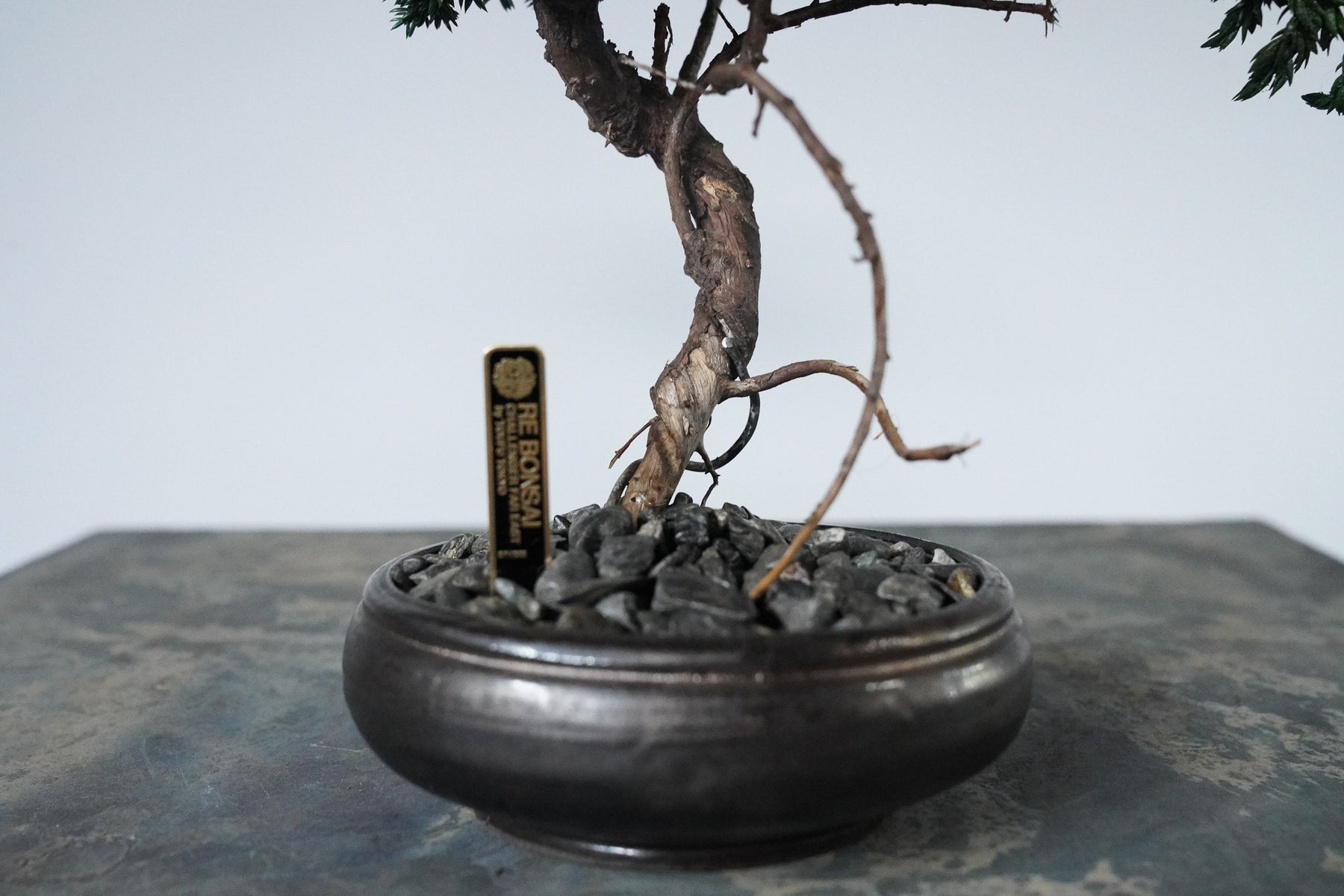 9/18 new RE BONSAI™️ HACHI（若葉色）