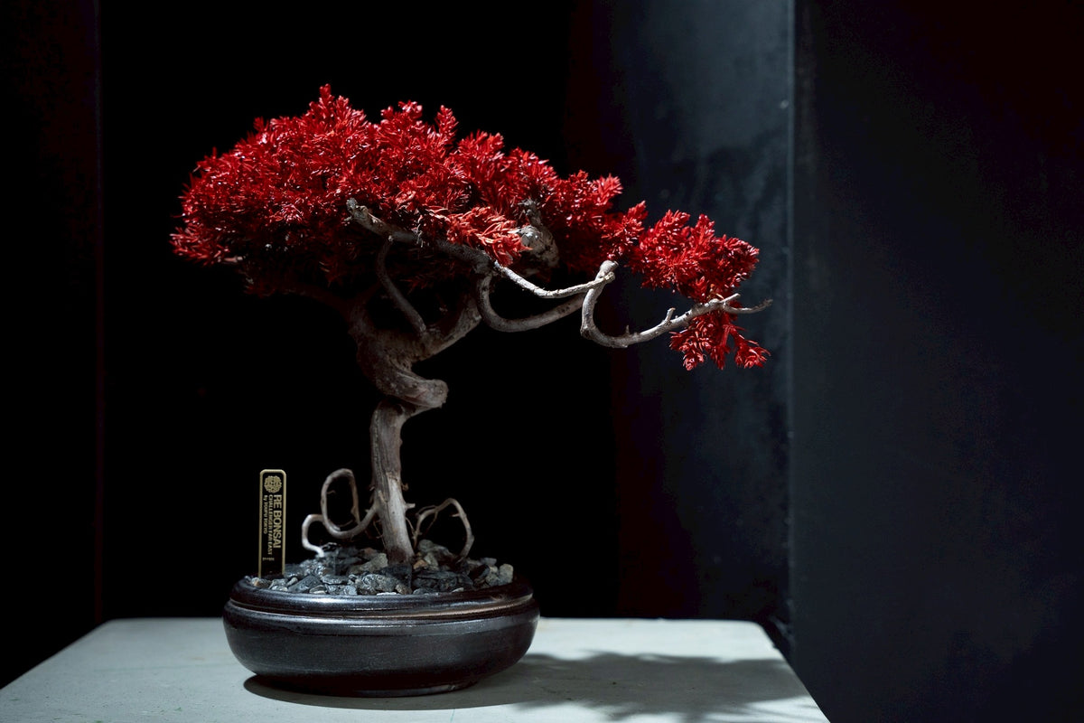 7/14 new RE BONSAI™️ HACHI（紅樺色)