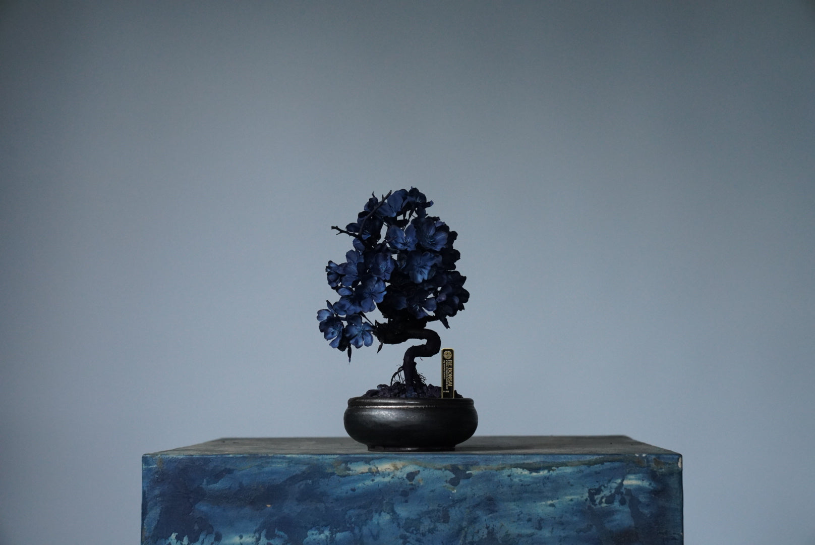 10/2 new RE BONSAI™️ AIZOME SAKURA HACHI