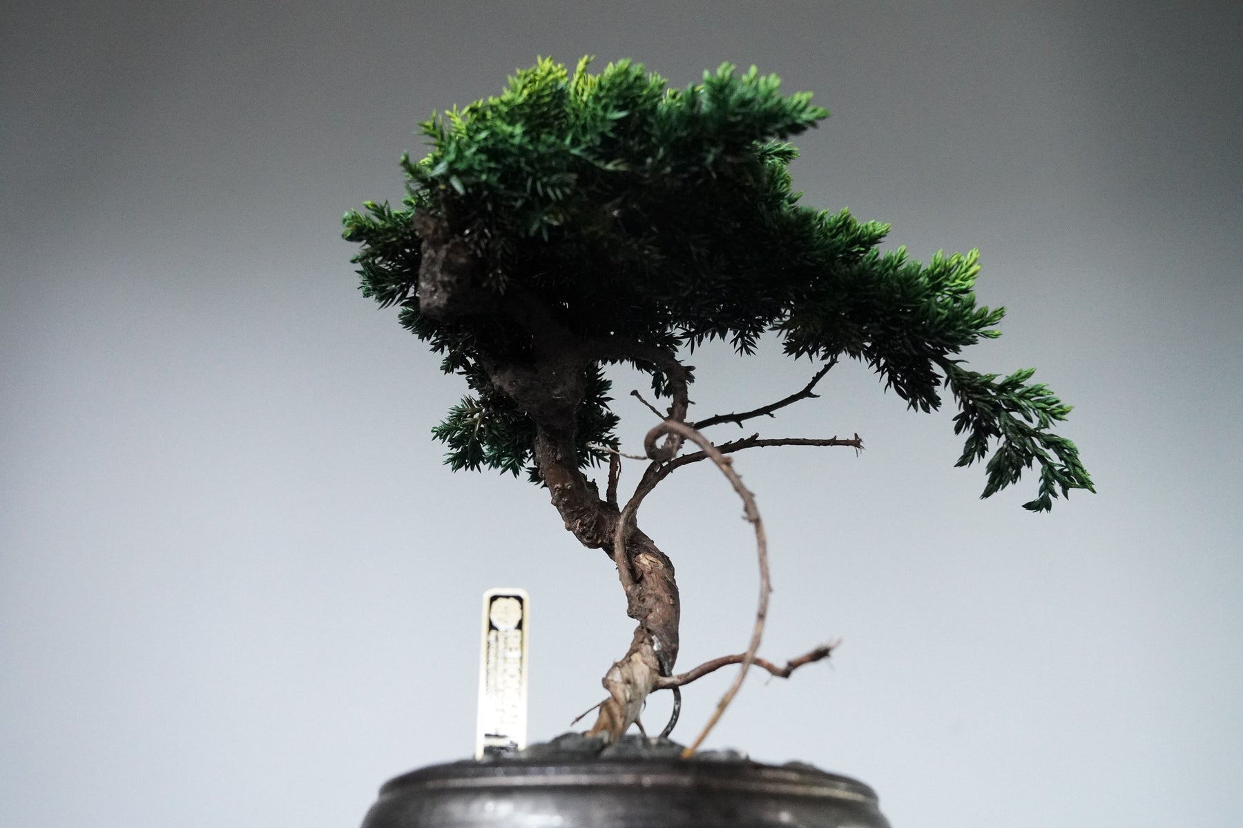 9/18 new RE BONSAI™️ HACHI（若葉色）