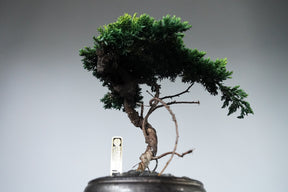 9/18 new RE BONSAI™️ HACHI（若葉色）