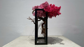 RE BONSAI™️ Frame(撫子色）