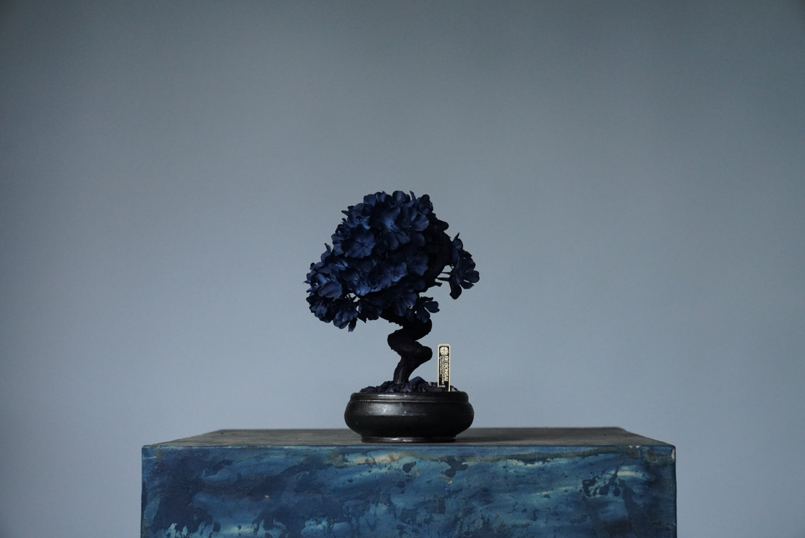 10/2 new RE BONSAI™️ AIZOME SAKURA HACHI