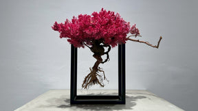 RE BONSAI™️ Frame(撫子色）