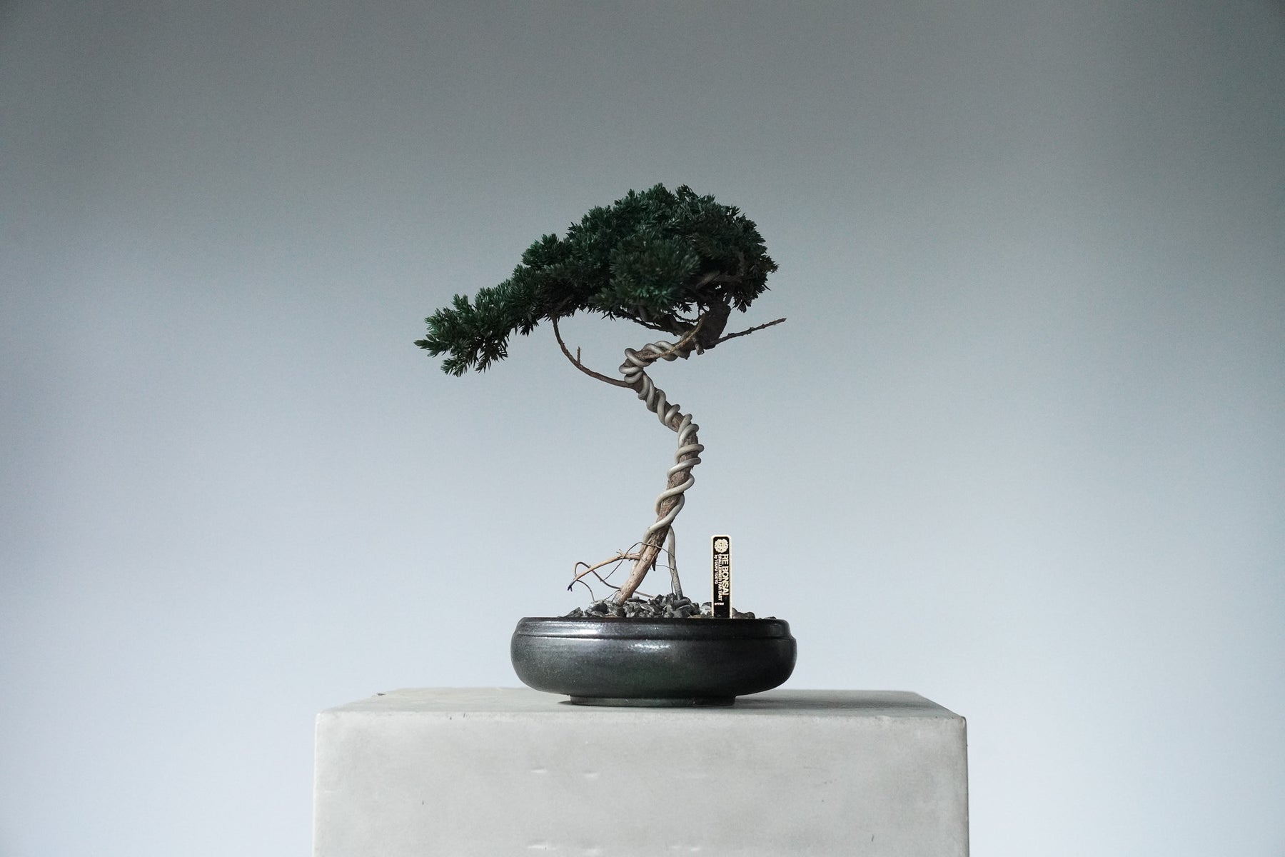 9/18 new RE BONSAI™️ HACHI（若葉色）