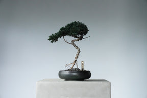 9/18 new RE BONSAI™️ HACHI（若葉色）