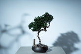 7/16 new RE BONSAI™️ HACHI（若葉色）