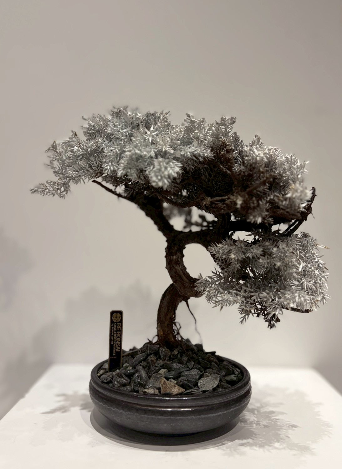 7/14 new RE BONSAI™️ HACHI（白百合色）