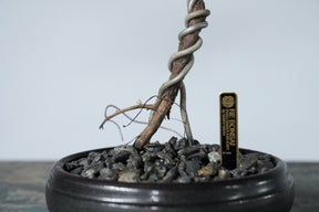 9/18 new RE BONSAI™️ HACHI（若葉色）