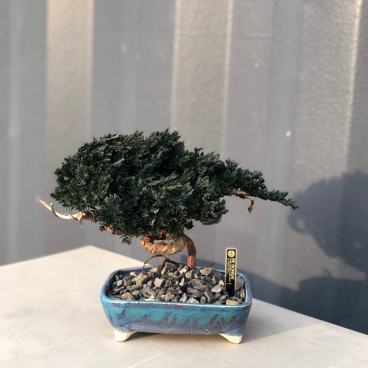 黒松（ネジテン懸崖) 松の盆栽 茶色陶器鉢 苔付き33 RE BONSAI™️ HACHI(海松茶色)