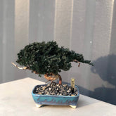 RE BONSAI™️ HACHI(海松茶色)