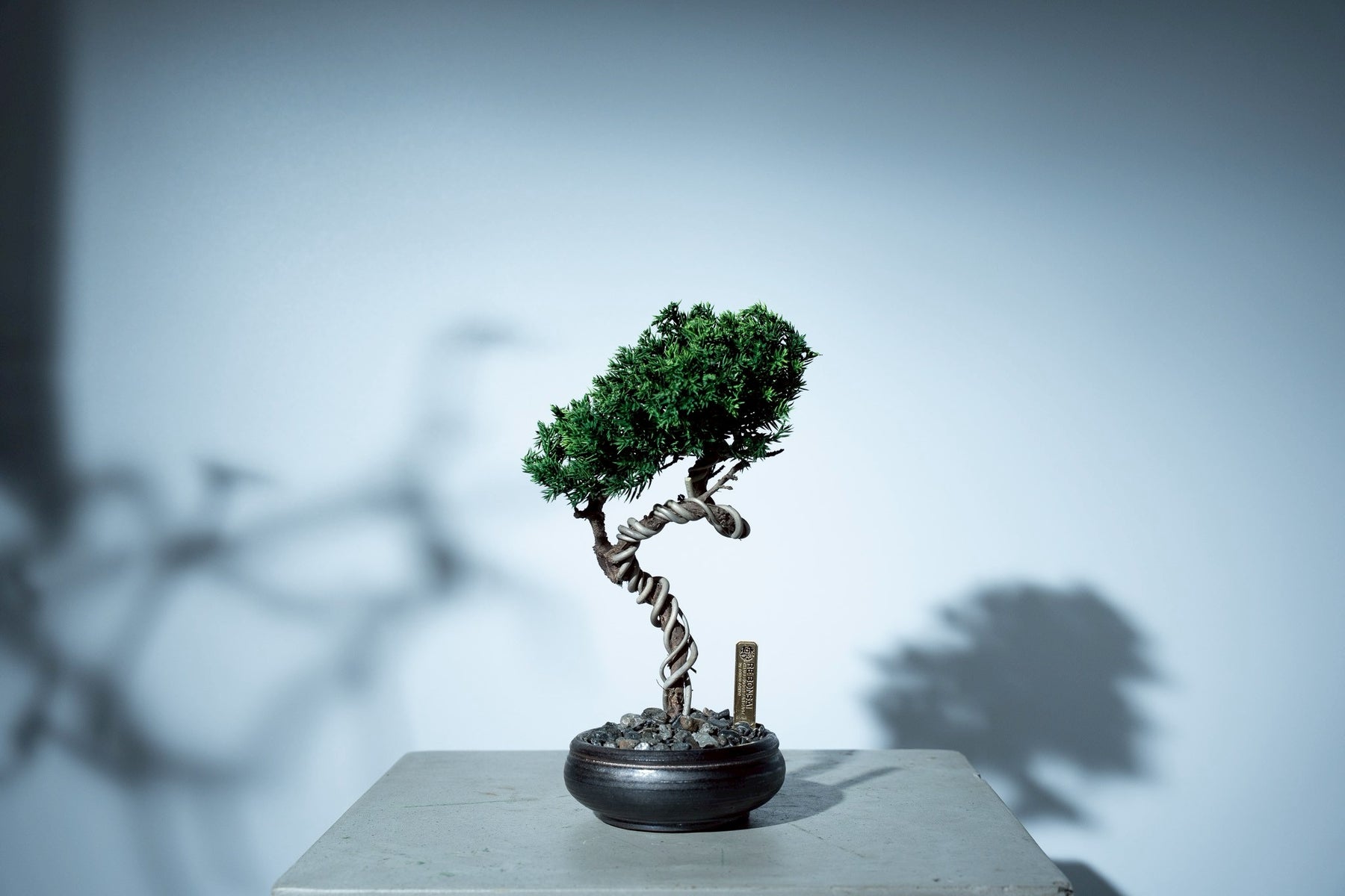 7/16 new RE BONSAI™️ HACHI（若葉色）