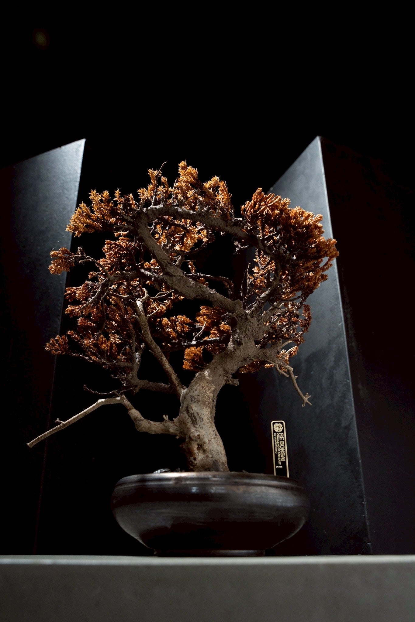 7/17 new RE BONSAI™️ HACHI（琥珀色）