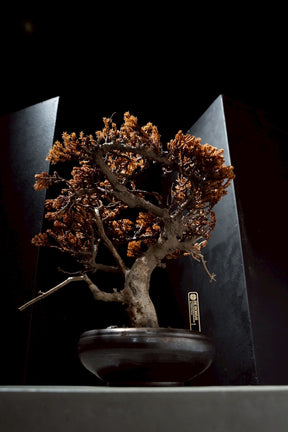 7/17 new RE BONSAI™️ HACHI（琥珀色）