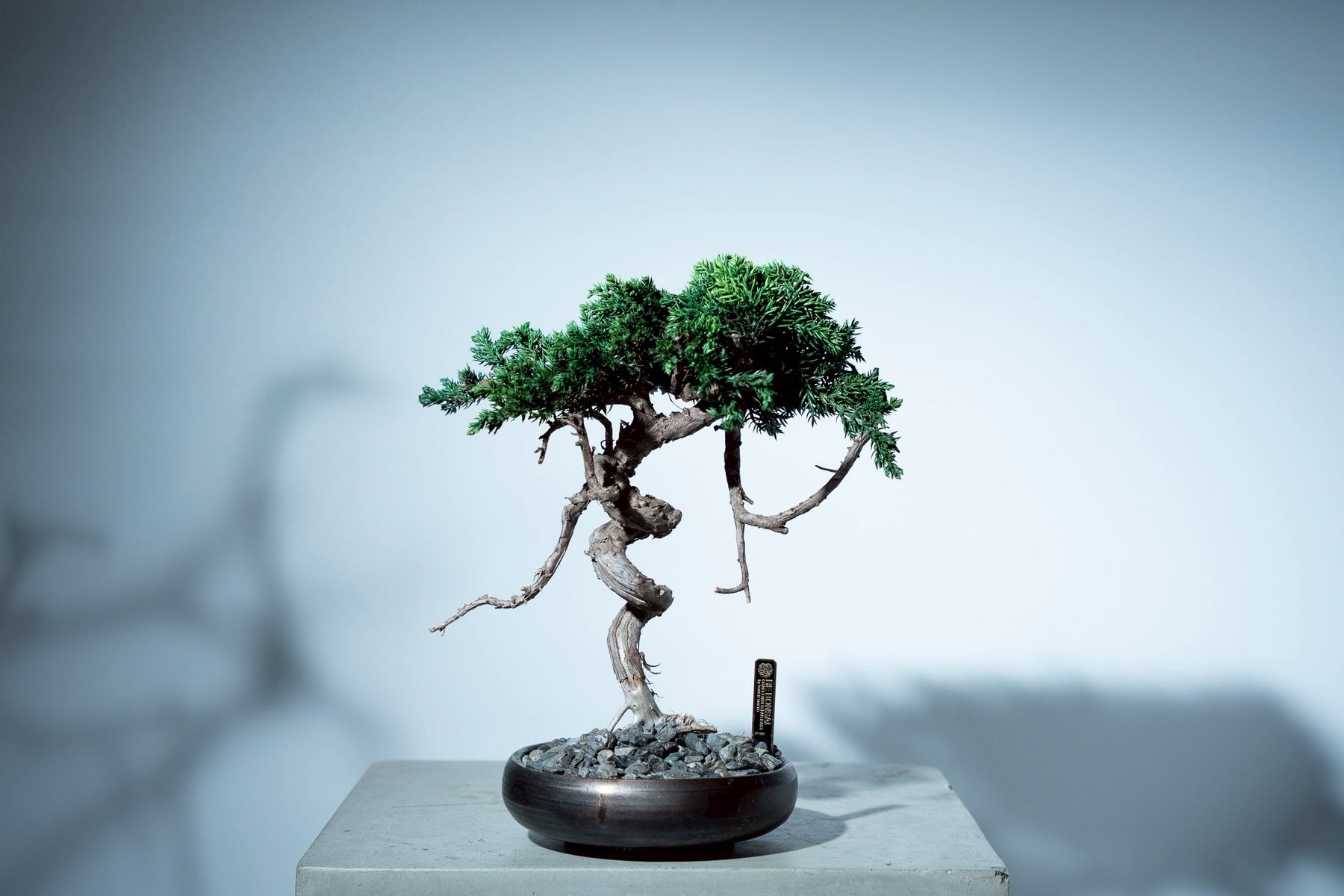 7/16 new RE BONSAI™️ HACHI（若葉色）