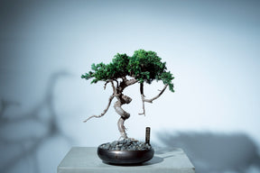 7/16 new RE BONSAI™️ HACHI（若葉色）