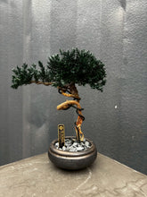 7/14 new RE BONSAI™️ HACHI（海松茶色）