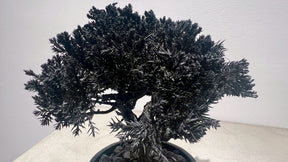 RE BONSAI™️(漆黒色）