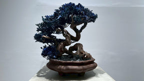 RE BONSAI™️ (真柏/紺藍色）