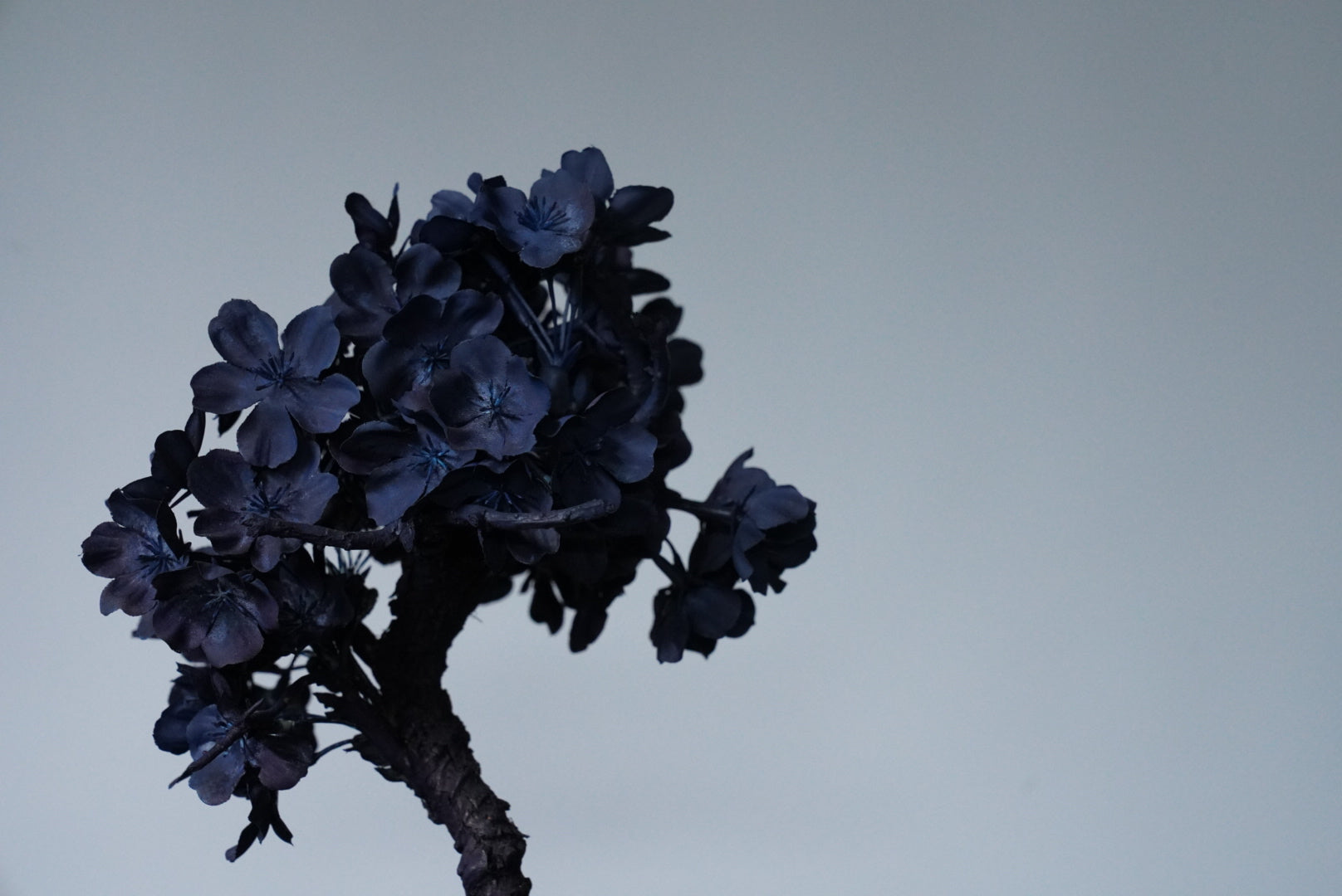 10/2 new RE BONSAI™️ AIZOME SAKURA HACHI