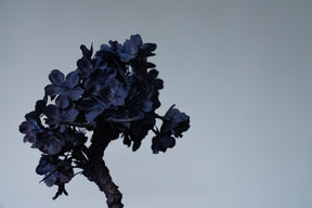 10/2 new RE BONSAI™️ AIZOME SAKURA HACHI