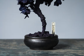 10/2 new RE BONSAI™️ AIZOME SAKURA HACHI