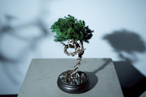 7/16 new RE BONSAI™️ HACHI（若葉色）