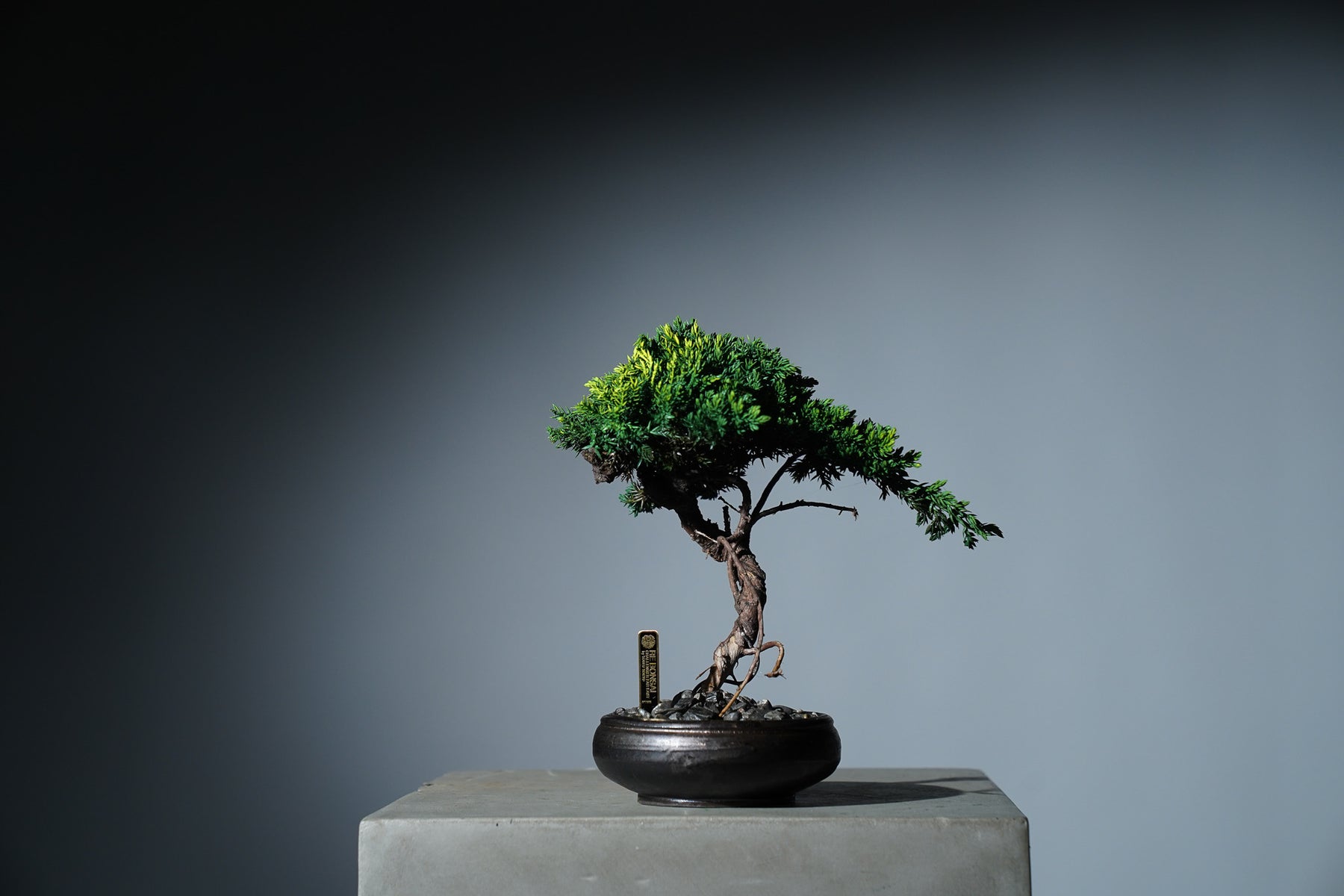 9/18 new RE BONSAI™️ HACHI（若葉色）