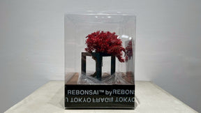 RE BONSAI™️（紅樺色）