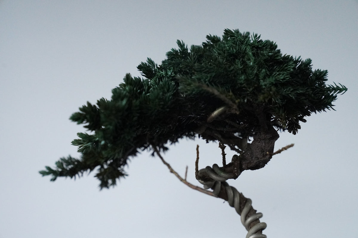 9/18 new RE BONSAI™️ HACHI（若葉色）