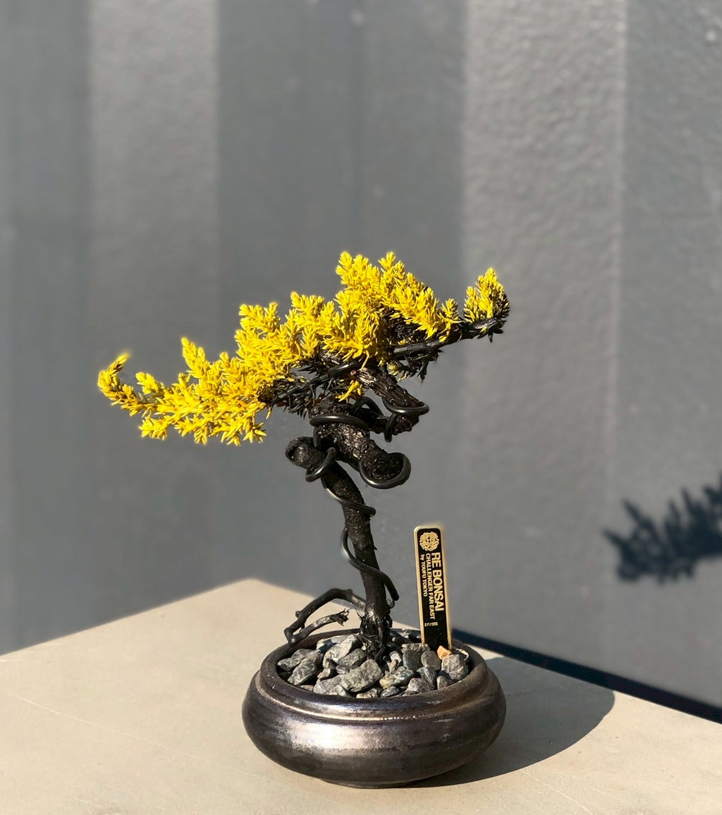 RE BONSAI™️ HACHI（黄檗色）