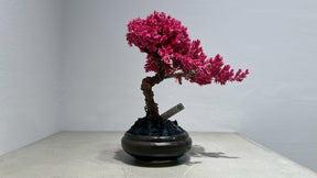 RE BONSAI™️（撫子色）