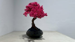 RE BONSAI™️（撫子色）