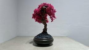 RE BONSAI™️（撫子色）
