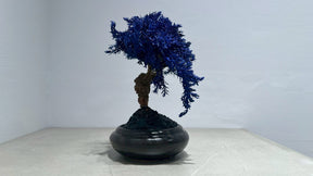 RE BONSAI™️（黒松/紺藍色）