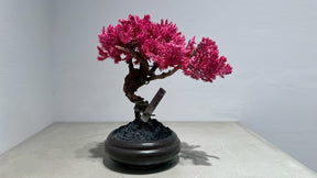 RE BONSAI™️（黒松/撫子色）